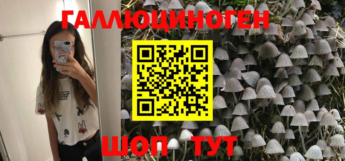 купить   Вход с VPN  Тельмана  Псилоцибиновые грибы Psilocybine cubensis 